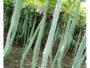 Snake Goud 500g